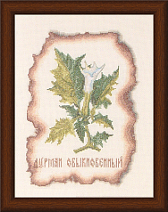 Вышивка КК-003 Дурман обыкновенный